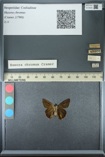 Media type: image;   Entomology 186696